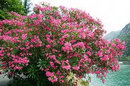 خرزهره